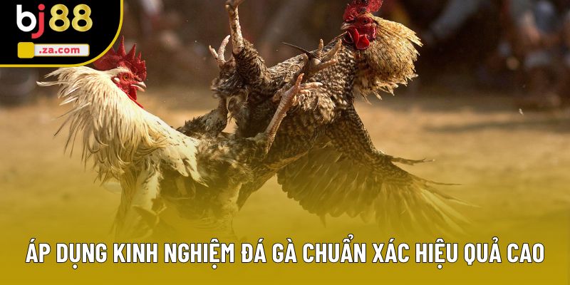 Áp dụng kinh nghiệm đá gà chuẩn xác hiệu qu�?cao