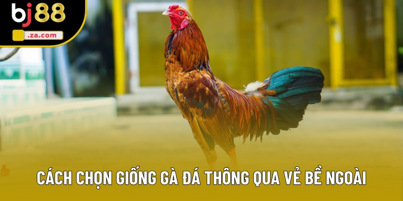 Cách chọn giống gà đá thông qua v�?b�?ngoài