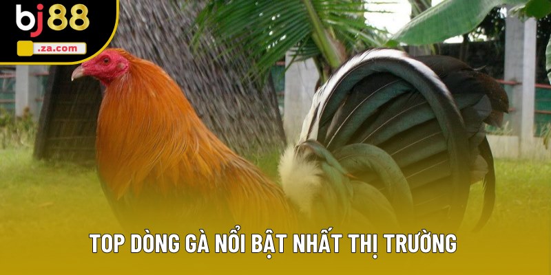 Top dòng gà nổi bật nhất th�?trường 
