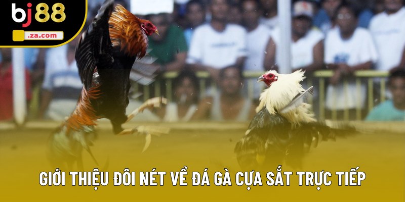 Giới thiệu đôi nét v�?đá gà cựa sắt trực tiếp