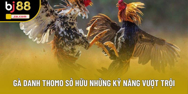 Gà danh Thomo s�?hữu những k�?năng vượt trội