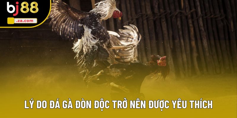 Lý do gà đá đòn độc tr�?nên được yêu thích