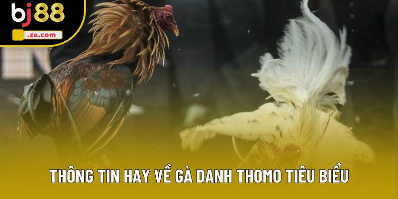 Thông tin hay v�?gà danh Thomo tiêu biểu